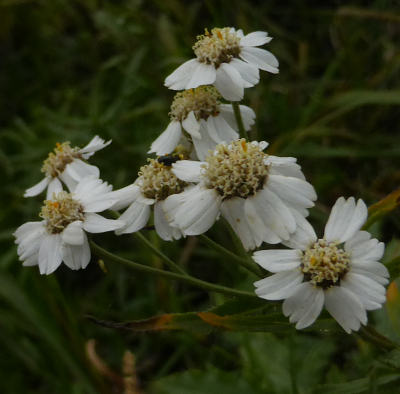 achillea ptarmica