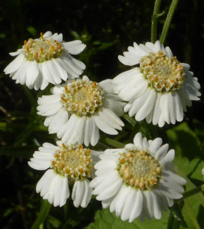 achillea ptarmica