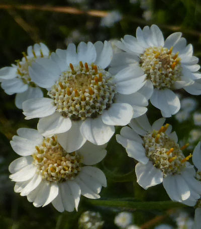 achillea ptarmica