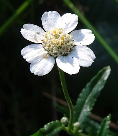 achillea ptarmica