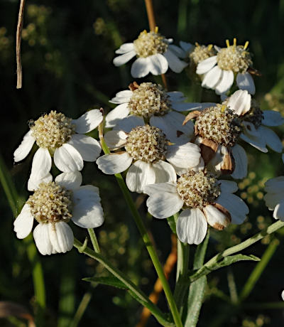 achillea ptarmica