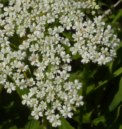 aegopodium podagraria