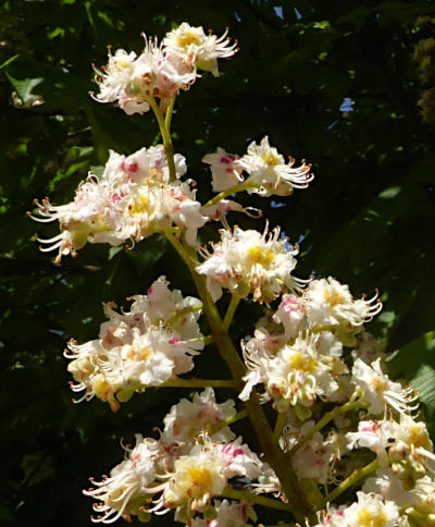 aesculus hippocastanum