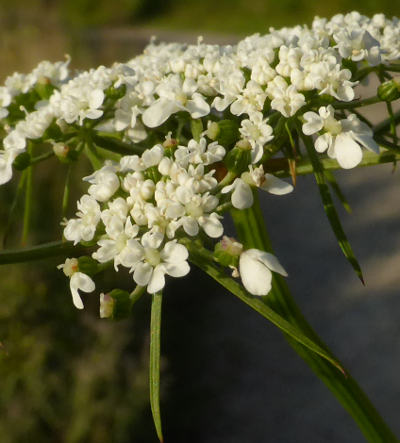 aethusa cynapium