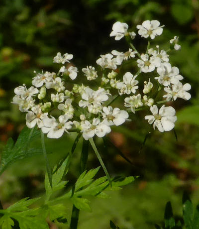 aethusa cynapium