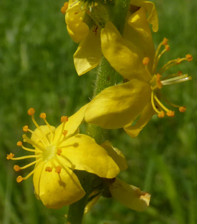 agrimonia eupatoria