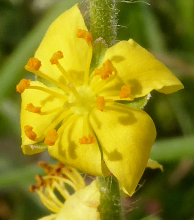 agrimonia eupatoria