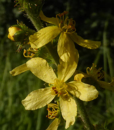 agrimonia eupatoria