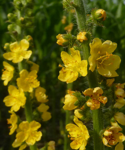 agrimonia eupatoria