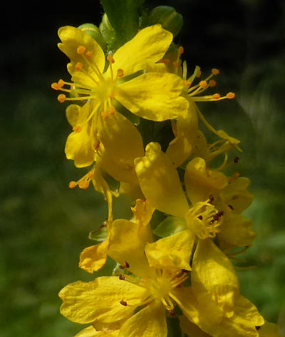 agrimonia eupatoria