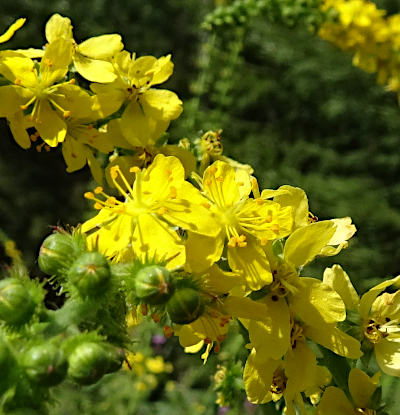 agrimonia eupatoria