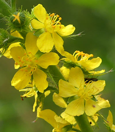 agrimonia eupatoria