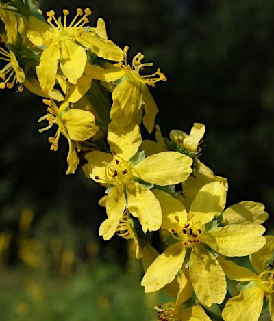 agrimonia procera