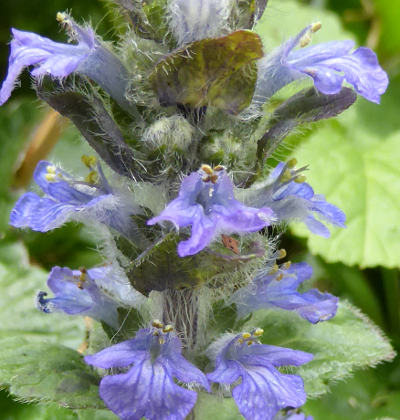 ajuga reptans