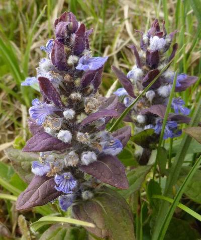 ajuga reptans