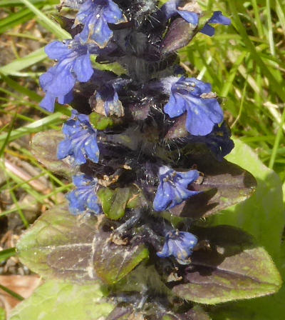 ajuga reptans