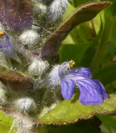 ajuga reptans