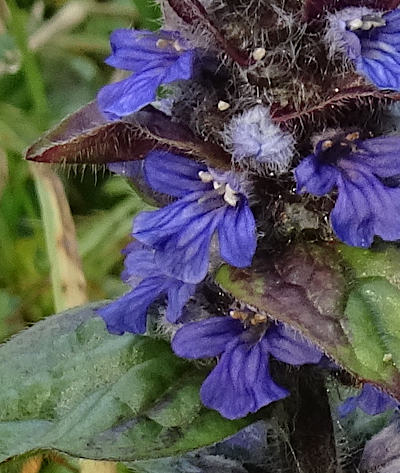 ajuga reptans