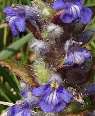 ajuga reptans