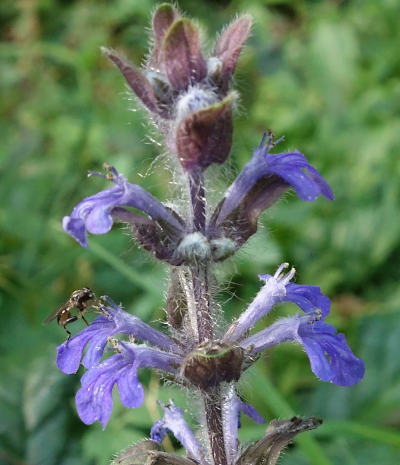 ajuga reptans