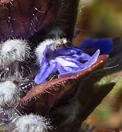 ajuga reptans