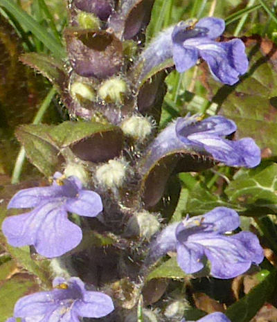 ajuga reptans