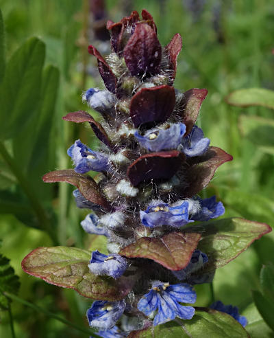 ajuga reptans