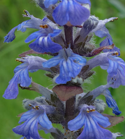 ajuga reptans