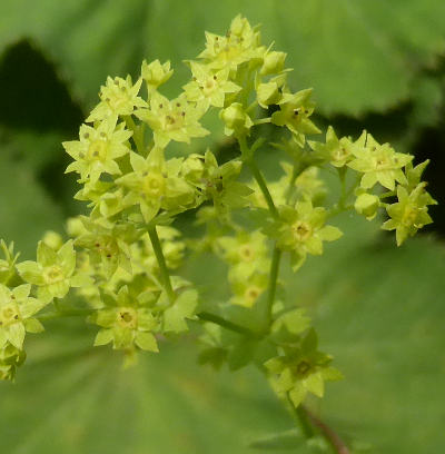 alchemilla vulgaris