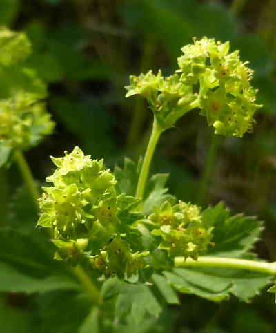 alchemilla vulgaris