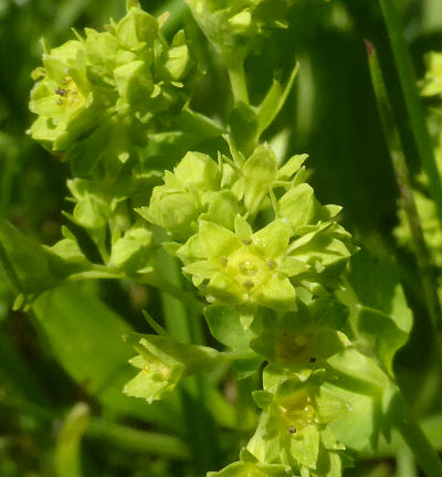 alchemilla vulgaris