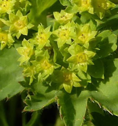 alchemilla vulgaris