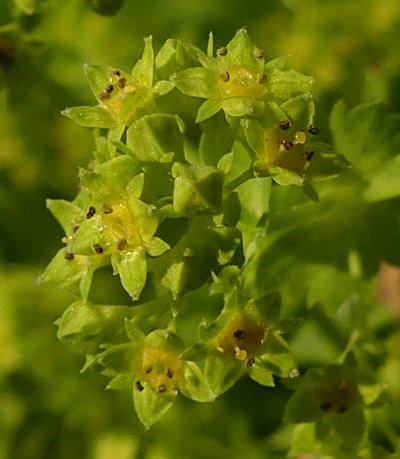 alchemilla vulgaris