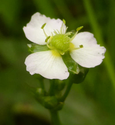 alisma plantago-aquatica