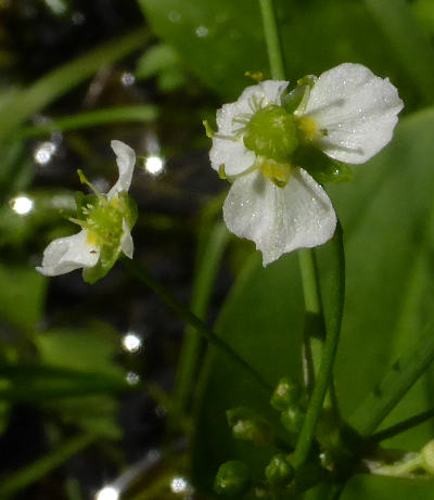 alisma plantago-aquatica