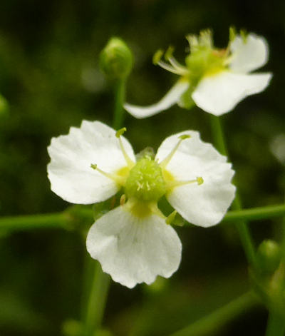 alisma plantago-aquatica