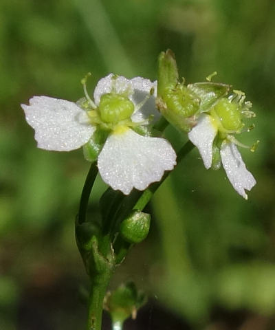 alisma plantago-aquatica