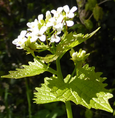 alliaria petiolata