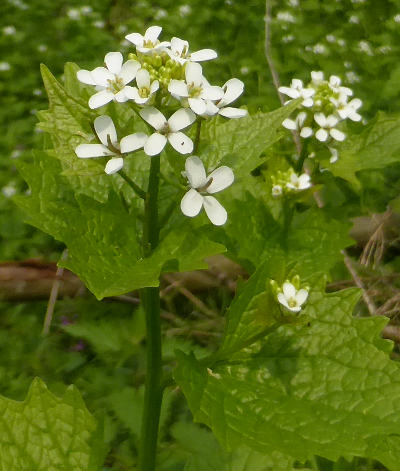 alliaria petiolata