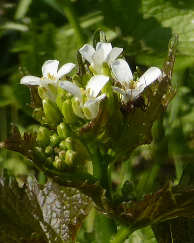 alliaria petiolata