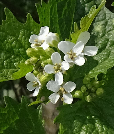 alliaria petiolata