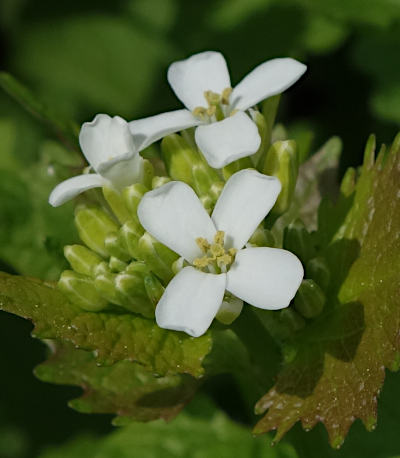 alliaria petiolata