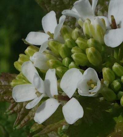 alliaria petiolata