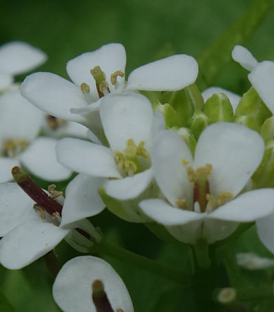 alliaria petiolata