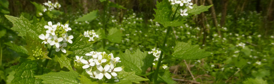 Knoblauchsrauke in Biberach