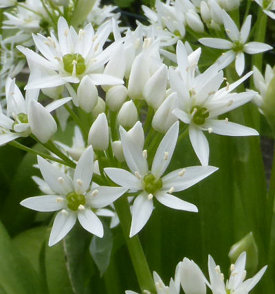 allium ursinum