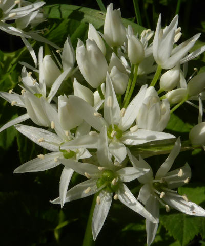 allium ursinum