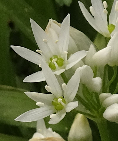 allium ursinum