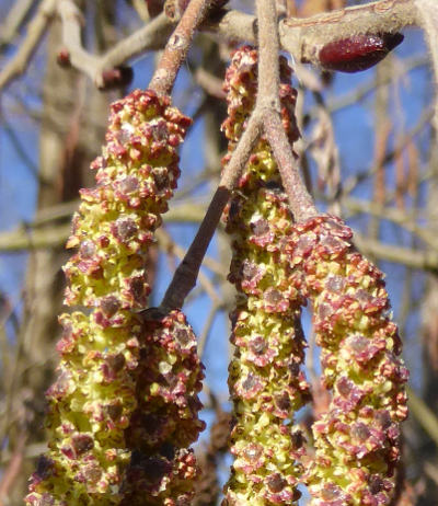 alnus glutinosa