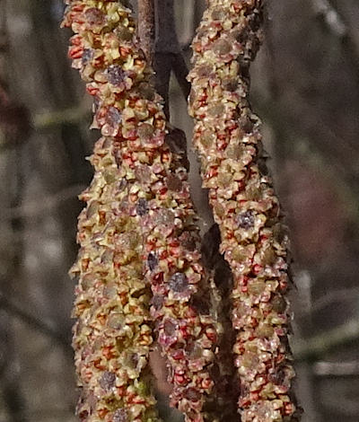 alnus glutinosa